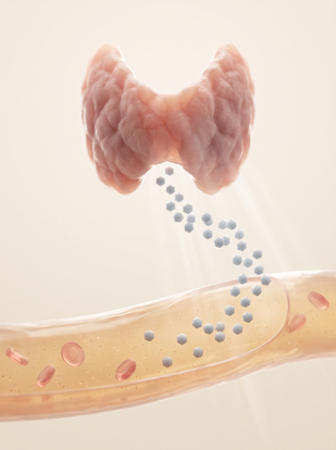 Your Thyroid Makes T4